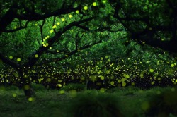 pleoros:  Yume Cyan Magical Long Exposure Photos of Fireflies