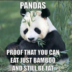 On a diet? Think of this… #panda #cute #instagood #likeforlike