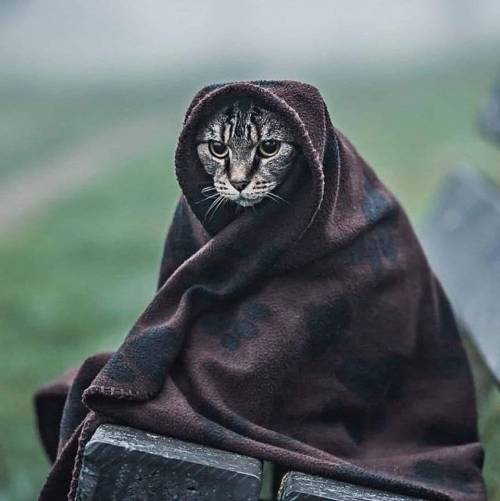 everythingfox:  Khajiit has wares If you have coin