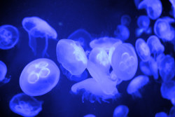 oceanographic:  Jellies! (by caizhiyuan1331)