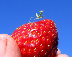 tenroh:  Miniscule Mantis by claydancer on Flickr.  small