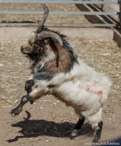 babygoatsandfriends:  michaelou: Goat fight on Flickr. Via Flickr:A