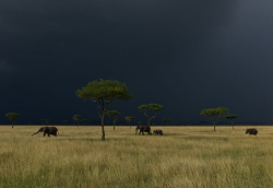 oregonfairy:  awkwardsituationist:  storm over the serengeti.