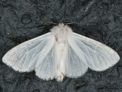 lulasnynne:Hyphantria cunea