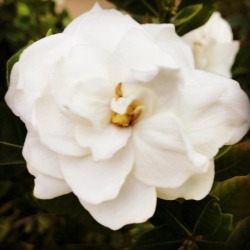Gardenia  (at Hacienda Pèrez-Garcia) https://www.instagram.com/p/BpJjpC8AYlO/?utm_source=ig_tumblr_share&igshid=pml0hi1q2lb5