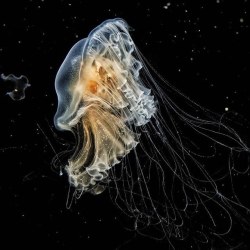 neaq:  An eggyolk jelly to beautify your Sunday afternoon   •