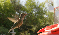 niknak79:  Hummingbird Slow Motion [Video]