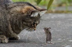 Tom and Jerry :D