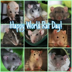 apoeticmindset: rattitude: Happy World Rat Day everyone <3 