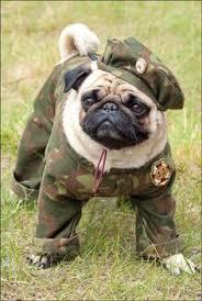 cosplay-pugs:  Your Daily Dose of Pug  Is that you GI Pug?