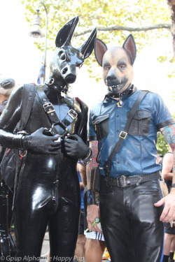 You can learn more about human pup play here: http://SiriusPup.net