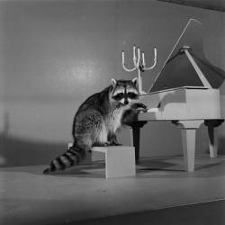 Joseph Scherschel - A raccoon trained to play a miniature piano.