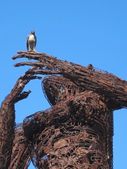 tam-adores:  Peregrine atop the Iron Woman