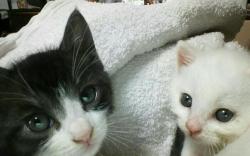 cat-pic:  ママにゃんが亡くなって、保護した兄妹。今は、それぞれ新しい家族に迎えられ幸せです(*^^*)