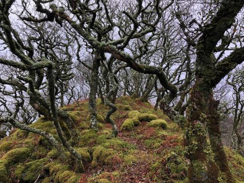 amazinglybeautifulphotography:  Native forest in the Scottish