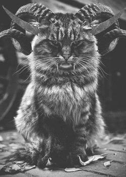 cyndibloodykisses:New breed 😼  @foxywinchesters