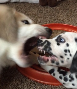 handsomedogs:The puppies were playing and I remembered fang week