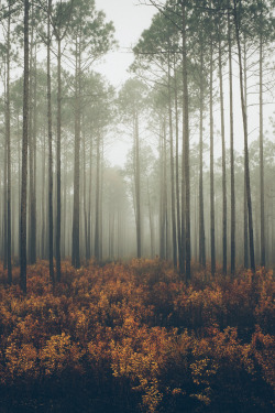 tryintoxpress:    Whisper - Photographer ¦ Lifestyle - Nature
