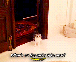 Meredith, you are freaking adorable.