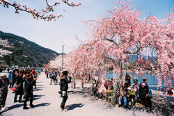 omoi-de:  嵐山,京都,日本, Japan,Kyoto,Sakura by AJ1008