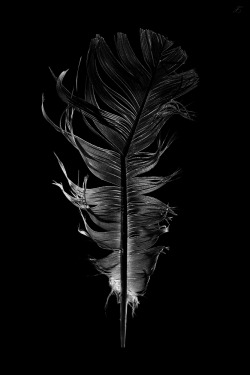 thenightwhisperer-deactivated20:  Feather ©‎ Jon Rose | Instagram |