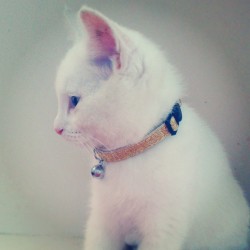 #meko #cute #kitten