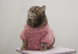 littlealienproducts:Kitty French Pullover by  MerrycatShop  