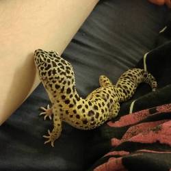 Baldwin the arm sniffer #petstagram #leopardgecko