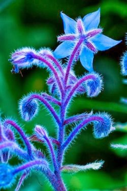 flowersgardenlove:  Borage Beautiful - I Beautiful gorgeous pretty