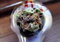 hello mary jane.