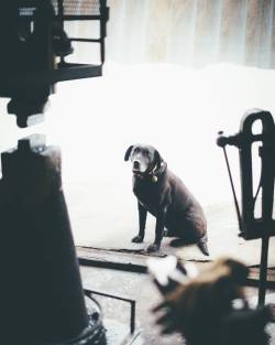 camrindengel:  Jasper – shop dog. #blacksmith #shopdog