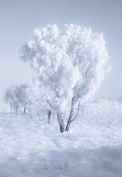 scotianostra:    Ice Tree on Rannoch Moor at -18.5C   