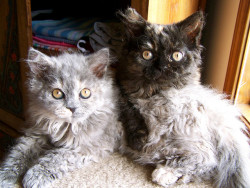 cybergata:  tsu & momo by SheepishCurls on Flickr. So Curly