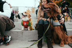   The 2013 Annual Costumed Corgi Howloween Walk in Seattle happened