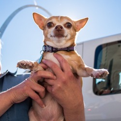 thedogist:  Stella, Chihuahua (8 y/o), The Gateway Arch, St.