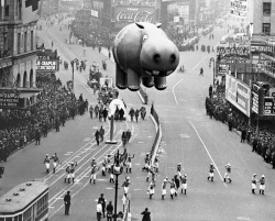 Hippo Balloon Floating at the Thanksgiving Day Parade, Manhattan,