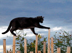 cybergata: A cat balances on a row of high fence posts. Owner
