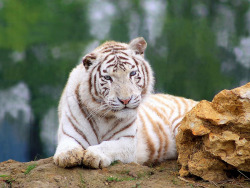theanimalblog:  Tigre Blanc. Photo by home77_pascale