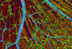 medicalschool:  Quadruple fluorescence image revealing the complexity