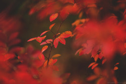 drxgonfly:    Autumn Awaits (by Tammy Schild)