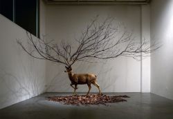 deadpanaesthetic:  MyeongBeom Kim,Untitled Deer taxidermy, Branch,