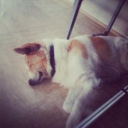 #my #lovely #dog #love #animal #sleep #cute #beauty #leo #nice