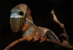 ninamariegrey:  often-wrong:  Phyllodes imperialis smithersi