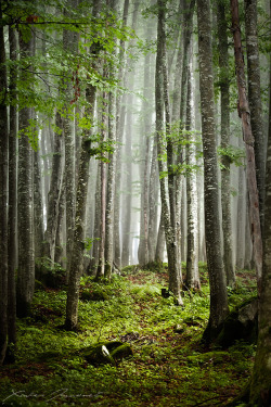 woodendreams:  (by Xavier Jamonet)