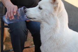 6woofs:  “Mmmm ice cold water and ice!” evolves into "Ouch