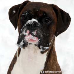 handsomedogs:  dogsquatch.tumblr.com