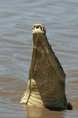 juankzg:  American Crocodile - Crocodylus acutus - Parque Nacional