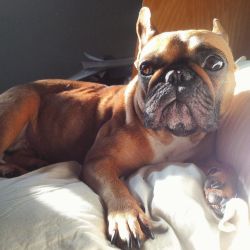 Porky was suntanning on my bed and lighting was too perfect to