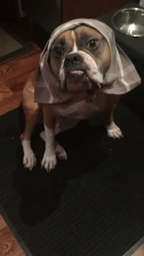 sizvideos:  Dog sitter had fun dressing Wilson the Bulldog -