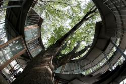 archilista:  Ring around a tree in Tokyo | Yui and Tezuka Architects